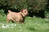 NORFOLK TERRIER 094